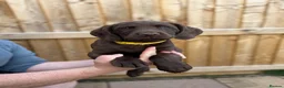 Sprocker dogs for stud: Rolo – Chocolate Working Cocker Spaniel Stud🐾  - Advert 11