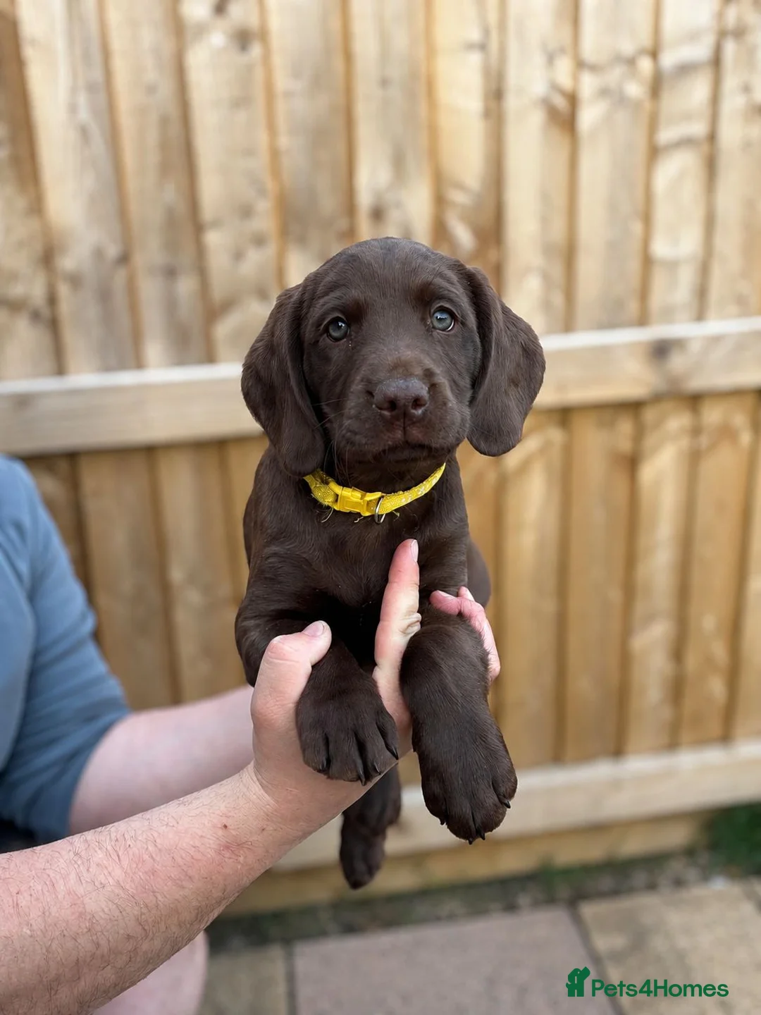Sprocker dogs for stud: Rolo – Chocolate Working Cocker Spaniel Stud🐾  - Advert 11