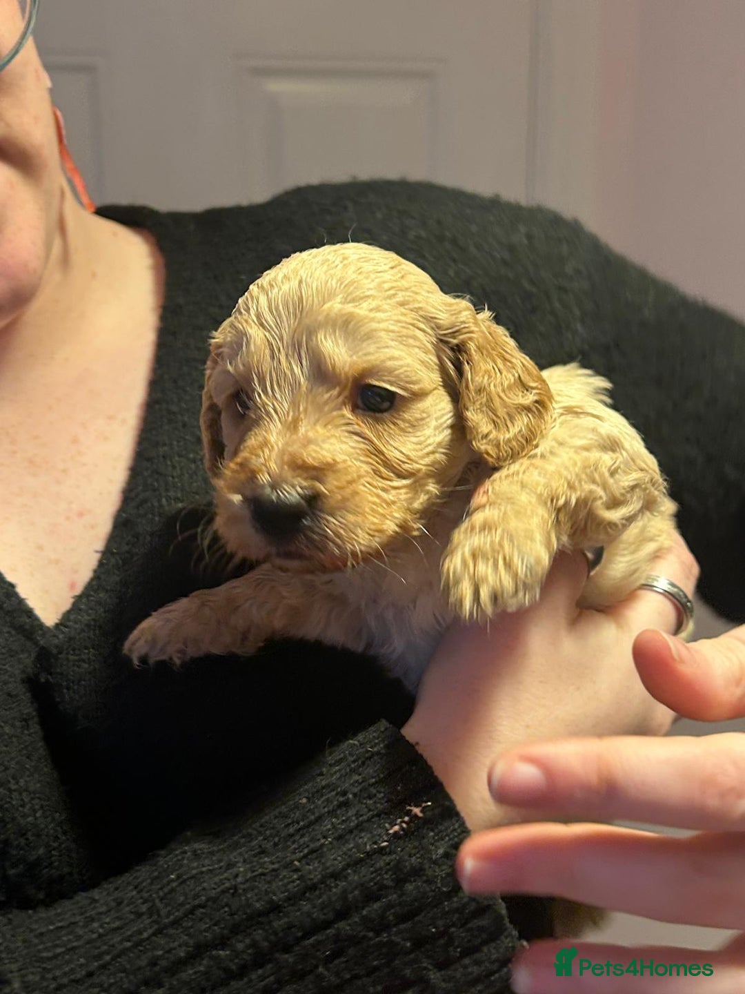 Cockapoo dogs for sale: 8 gorgeous F1 Cockapoos - Advert 29