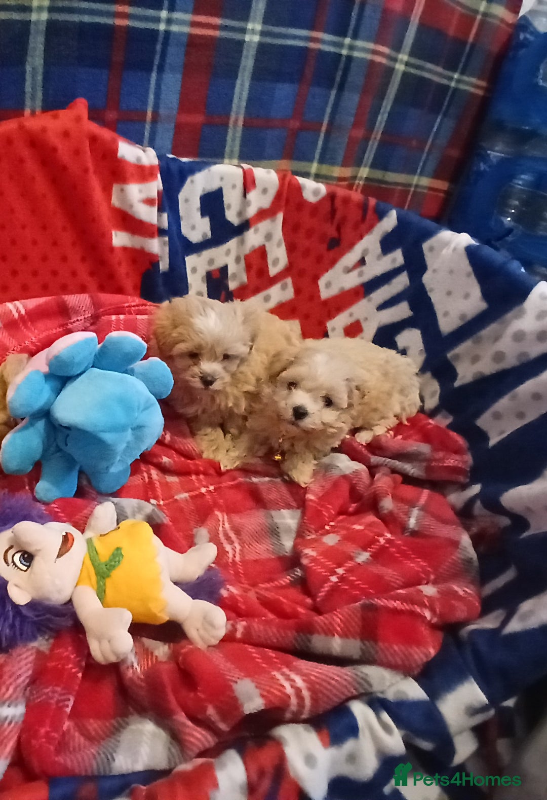 Maltipoo dogs for sale: Maltipoo puppies - Advert 6