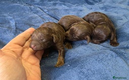 Cockapoo dogs for sale: Cockapoo puppies - Image 15