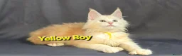 Maine Coon cats for sale: Ready now Maine Coon x2 boys - Advert 25