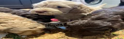Labradoodle dogs for sale: Labradoodles (F1B) in London W8. READY TO GO HOME - Advert 14