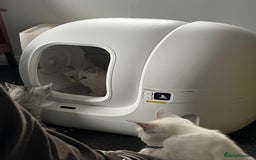 British Shorthair cats for sale: Beautiful British Shorthair Kittens... - Image 39