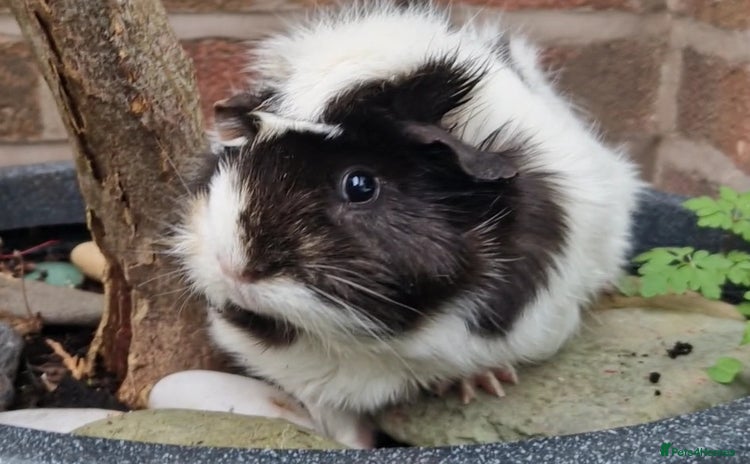 Guinea Pig rodents - Advert 9