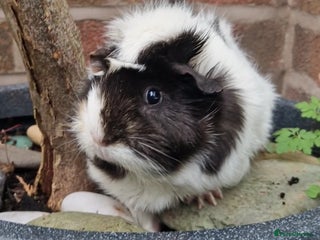 Guinea Pig rodents - Advert 29