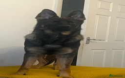 German Shepherd dogs for sale: 15 month old male German Shepherd Called BEAR, - Image 12