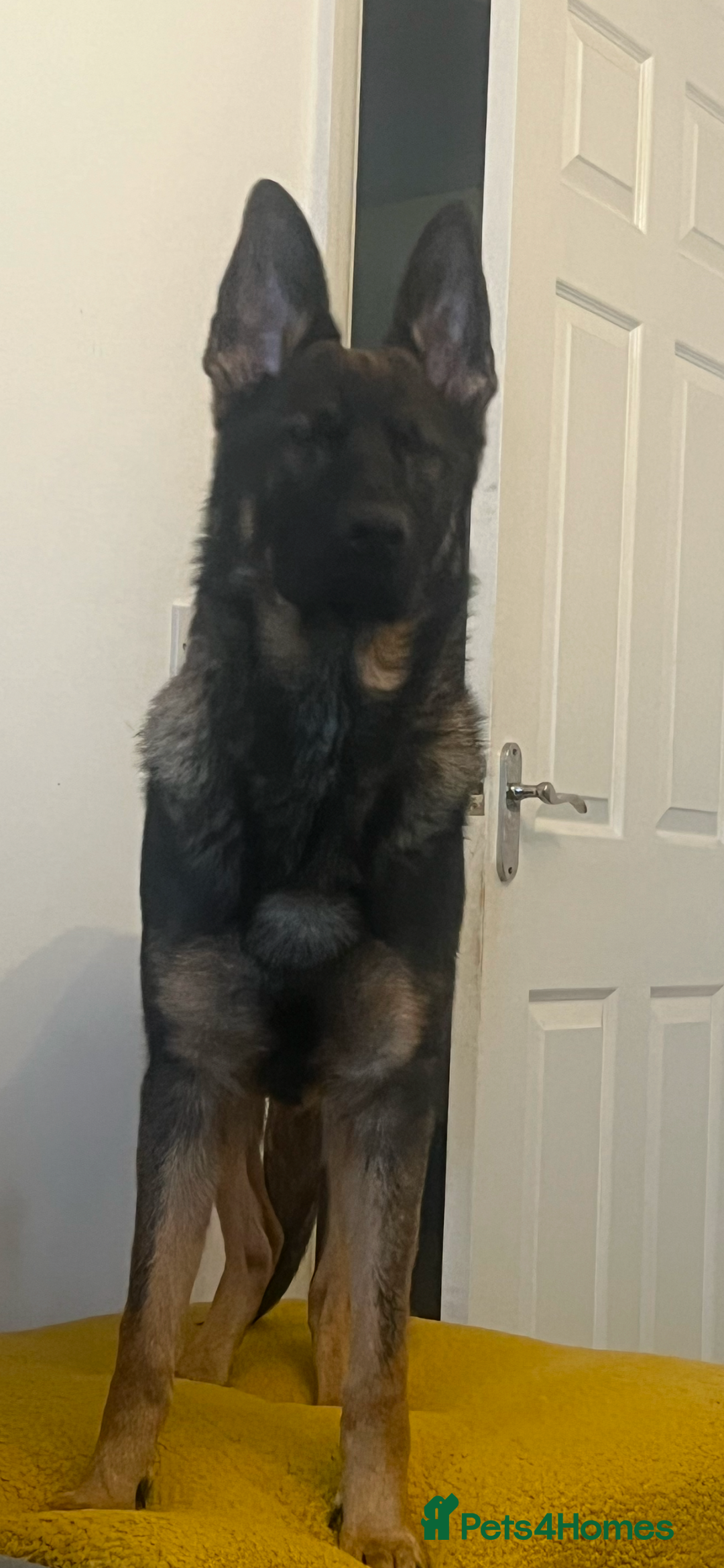 German Shepherd dogs for sale: 15 month old male German Shepherd Called BEAR, - Image 12