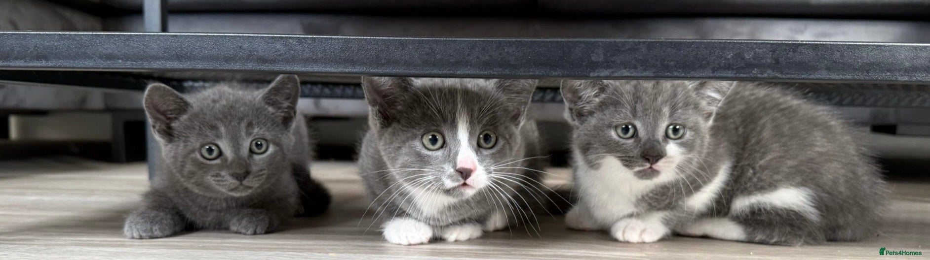 Mixed Breed cats 2 kittens looking for their forever homes  - Advert 3