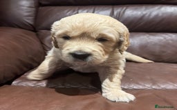 Golden Retriever dogs for sale: 2 chunky golden retriever male puppies  - Image 5