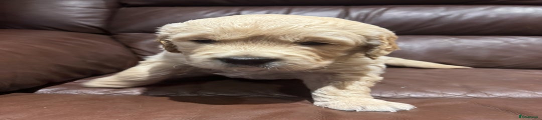 Golden Male 2