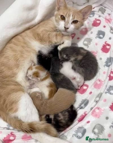 Mixed Breed cats Two adorable kittens for sale  - Advert 3