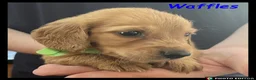 Miniature Dachshund dogs for sale: Miniature Dachshund puppies ⭐⭐ - Advert 17