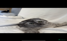Scottish Fold cats for sale: Scottish Fold Kittens Ready for Permanent Homes ✨ - Image 26