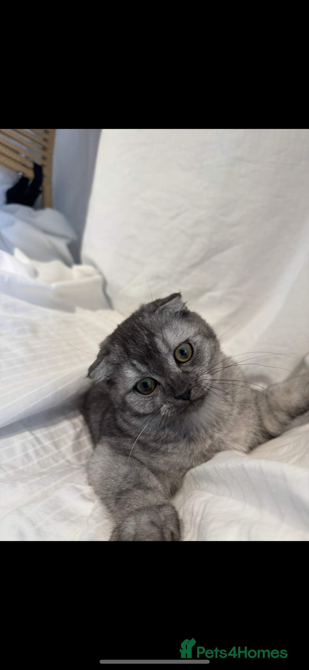 Scottish Fold cats for sale: Scottish Fold Kittens Ready for Permanent Homes ✨ - Image 26