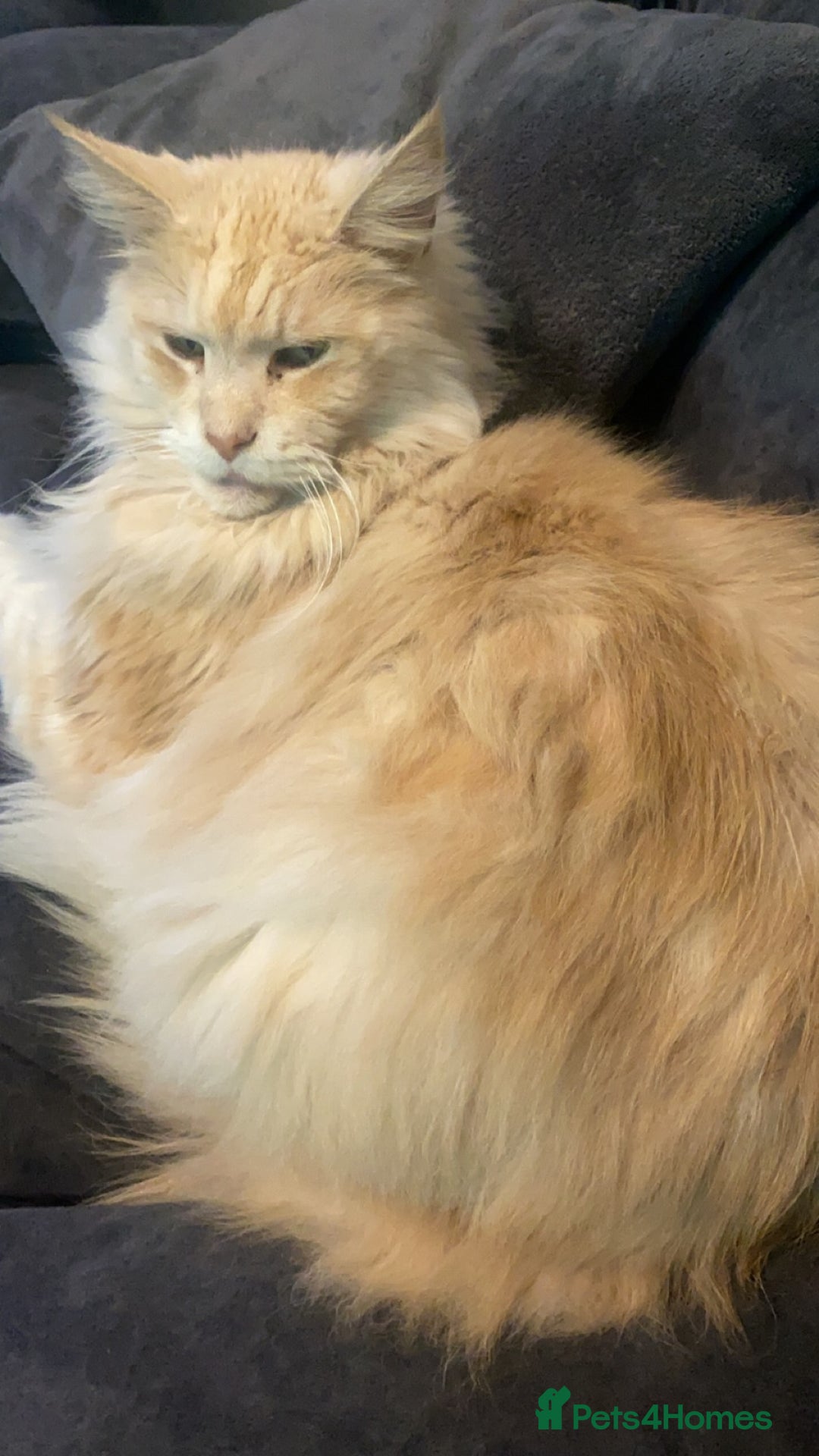Maine Coon cats for sale: Beautiful XL Purebred Cream Maine Coon  - Advert 1