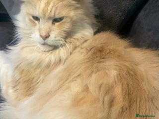 Maine Coon cats Beautiful XL Purebred Cream Maine Coon - Advert 6