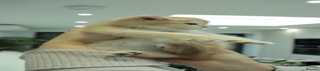 British Shorthair Kitten 4