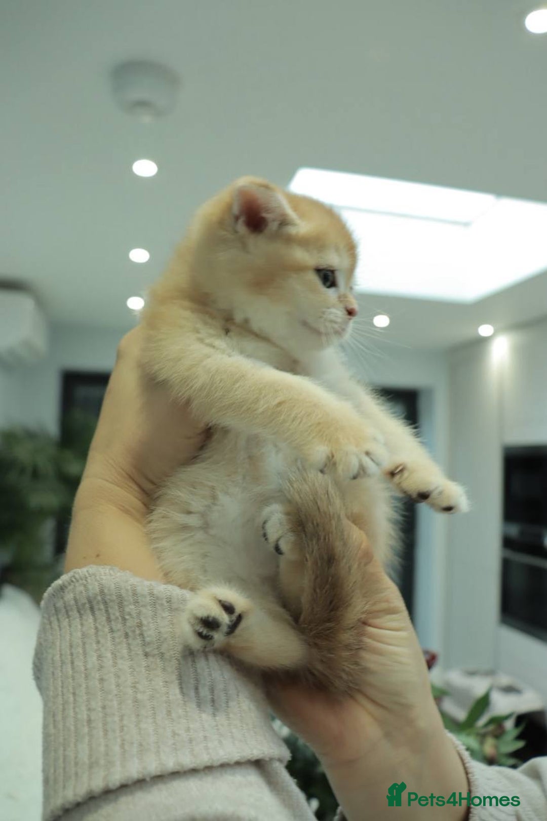 British Shorthair cats for sale: Stunning Champion Bloodlines kittens  - Advert 10