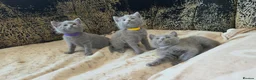 Russian Blue cats for sale: TICA full pedigree RUSSIAN BLUE kittens  - Advert 9
