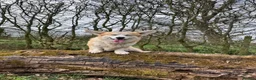 Welsh Corgi Pembroke dogs for sale: Rehoming my stud dog - Advert 3