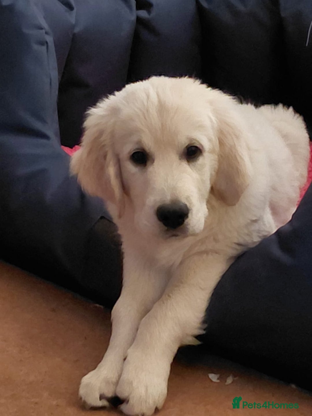 Golden Retriever dogs for sale: Gorgeous KC registered Golden Retriever puppies - Image 5