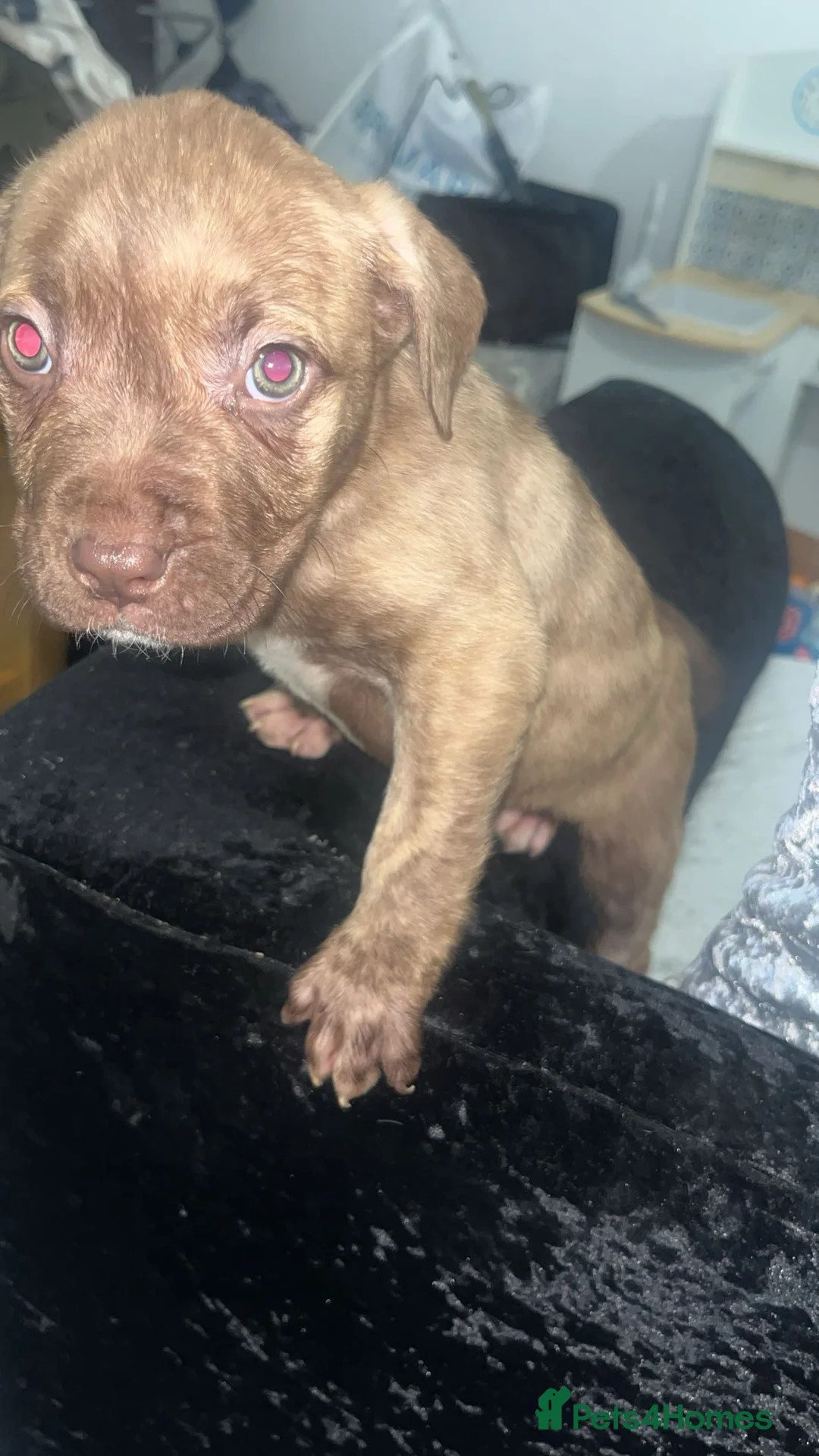 Mixed Breed dogs for sale:  Chunky Staffy x Cane Corso Puppies  - Advert 12