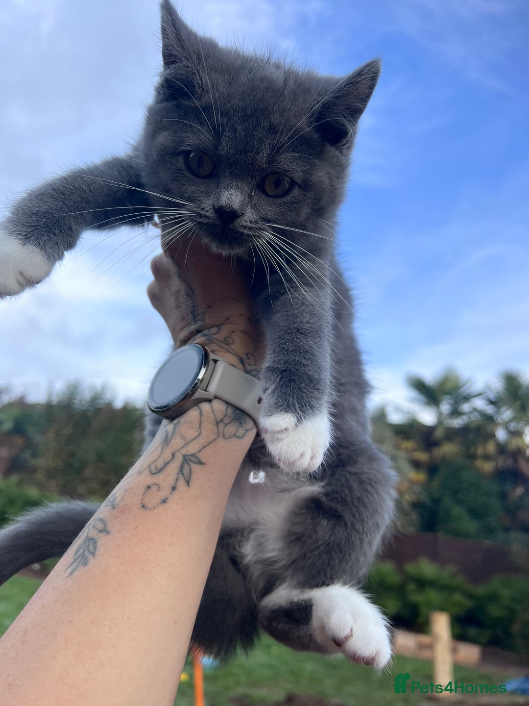 Ragdoll cats for sale: 😍Ragdoll&British Shorthair Mix😍 - Advert 3