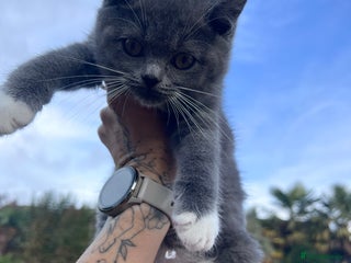 Ragdoll cats 😍Ragdoll&British Shorthair Mix😍 - Advert 6