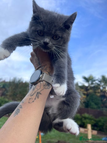 Ragdoll cats 😍Ragdoll&British Shorthair Mix😍 - Advert 5