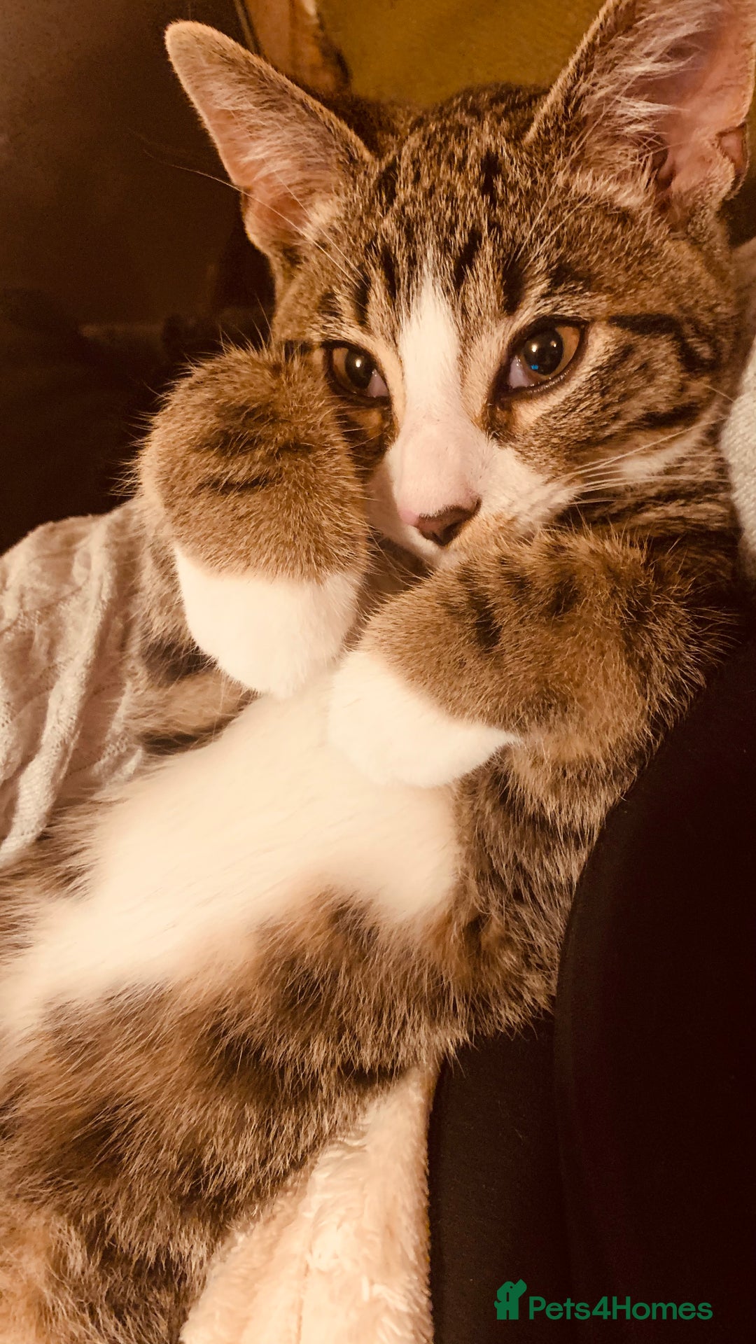 Domestic Shorthair cats for sale: 21 weeks old male tabby kitten - Advert 1
