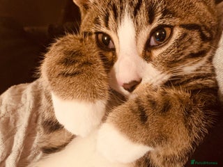 Domestic Shorthair cats 21 weeks old male tabby kitten - Advert 2