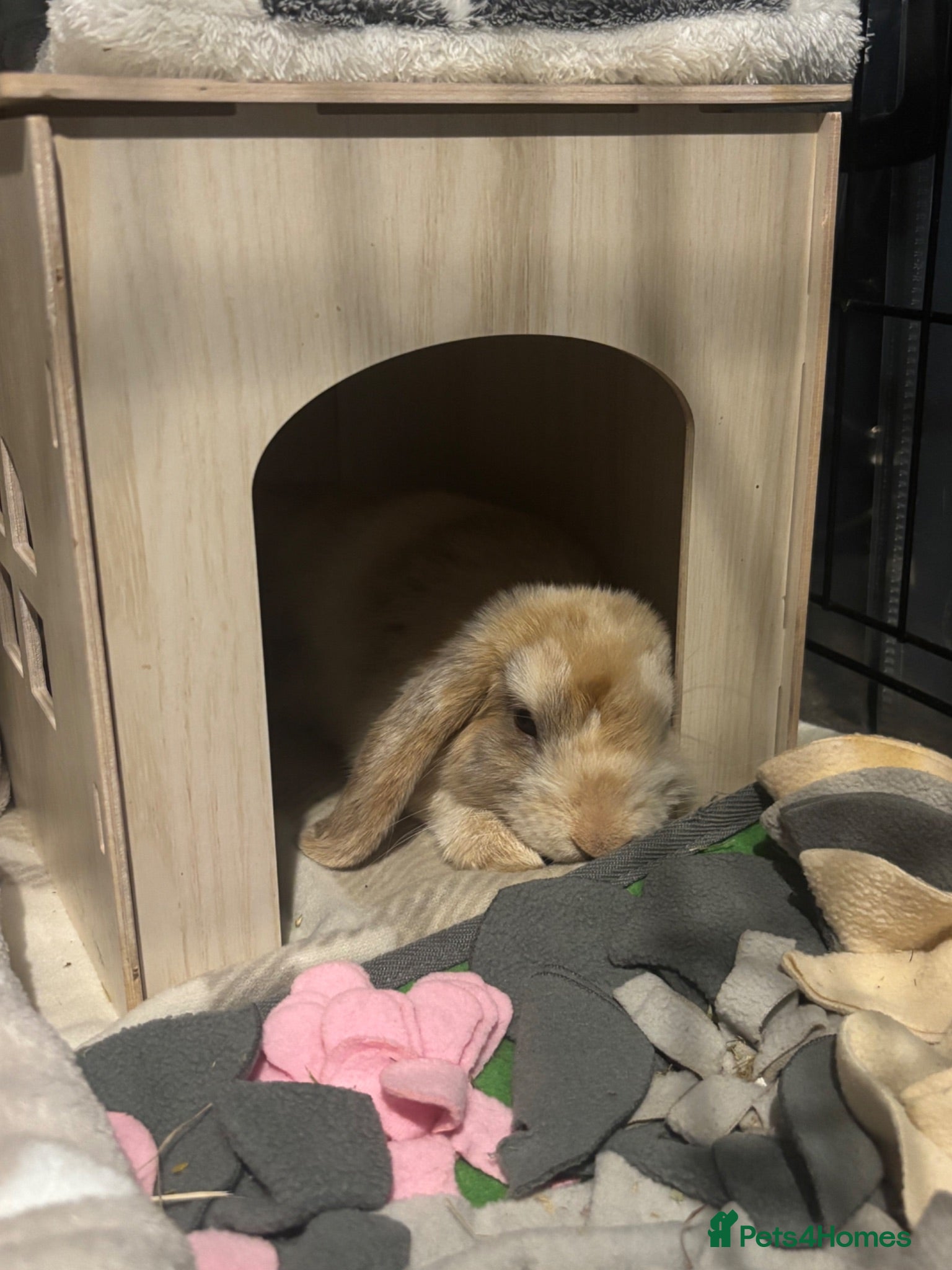 Mini Lop rabbits Mini lop rabbit  - Advert 1