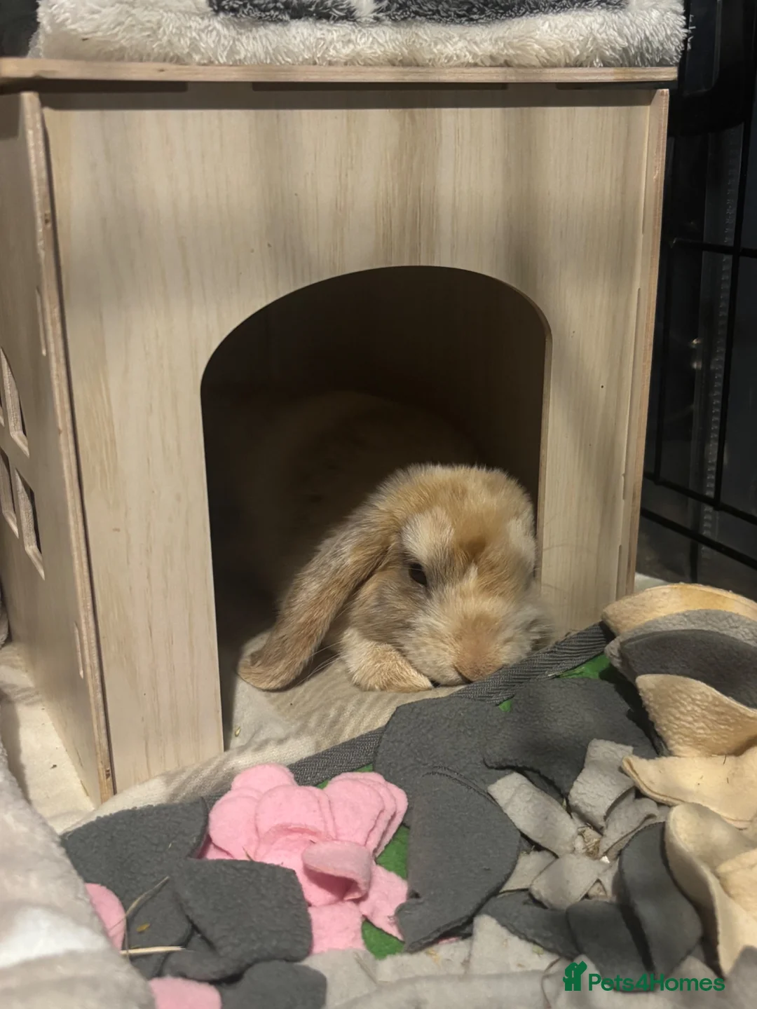 Mini Lop rabbits for sale: Mini lop rabbit  - Advert 1