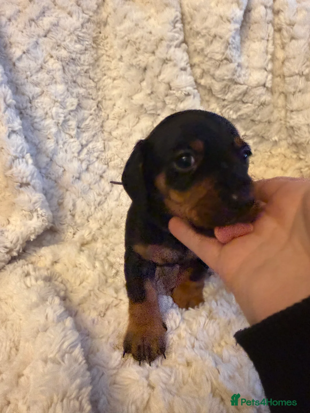 Miniature Dachshund dogs for sale: Black and Tan Miniature Dachshund Puppies  - Advert 14