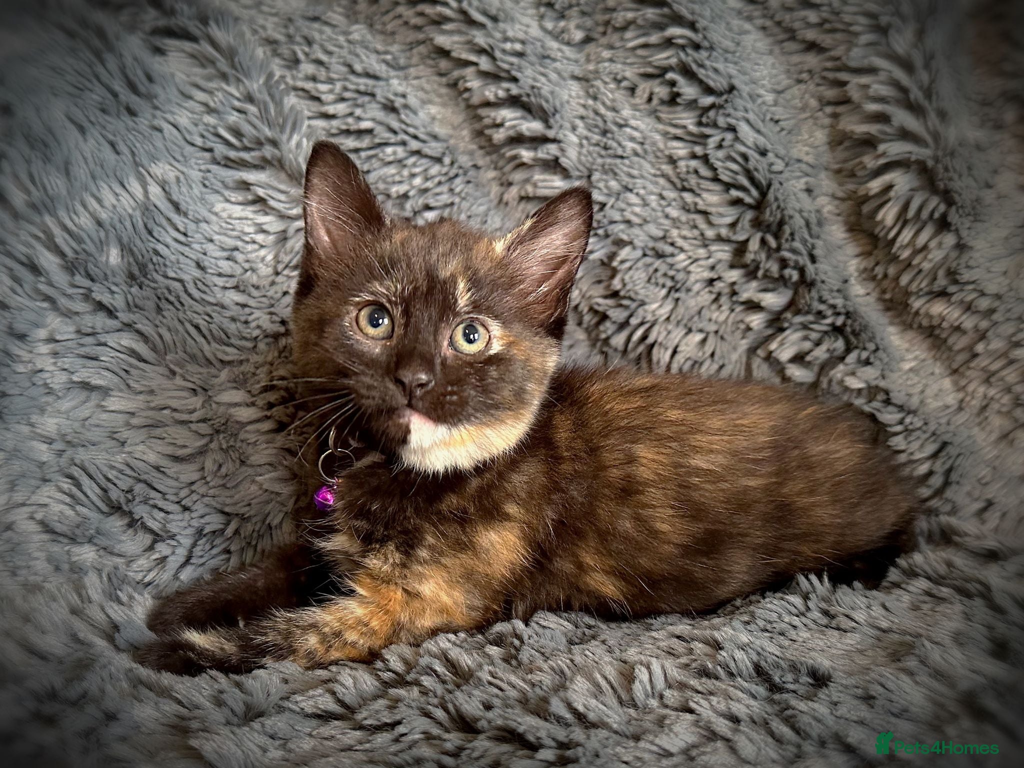 Mixed Breed cats 7 beautiful and extremely friendly kittens - Advert 1
