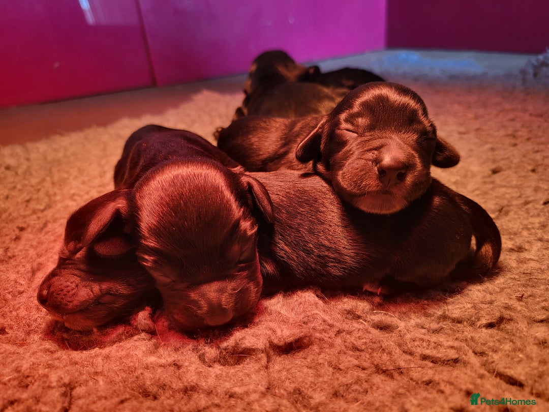 Cocker Spaniel dogs for sale: Beautiful Working Cocker Puppies - Image 19