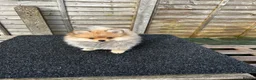 Pomeranian dogs for sale: ONE MALE LEFT CHAMP LINES 🐶😍 - Advert 5