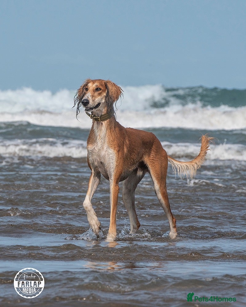 Saluki dogs Kc male saluki  - Advert 2