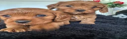 Cavapoo dogs for sale: ⭐️ BEAUTIFUL CAVAPOO PUPPIES⭐️ - Advert 7