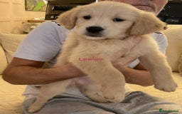 Golden Retriever dogs for sale: Ready Now Golden Retriever Puppies - Image 4