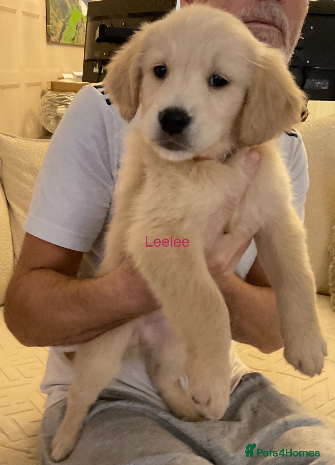Golden Retriever dogs for sale: Ready Now Golden Retriever Puppies - Image 4