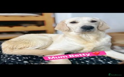 Golden Retriever dogs for sale: 6 KC REG CHUNKY GOLDEN RETRIEVER BOYS  - Advert 8