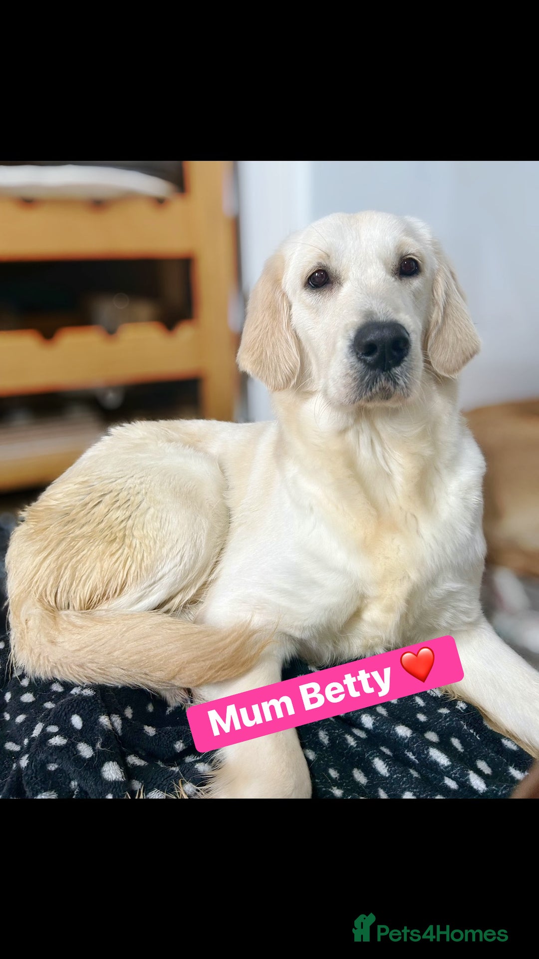 Golden Retriever dogs for sale: 6 KC REG CHUNKY GOLDEN RETRIEVER BOYS  - Advert 8