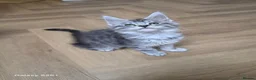 Maine Coon cats for sale: Registered and Licensed cattery - Advert 15