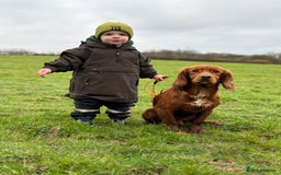 Cocker Spaniel dogs for stud: Fully health tested dark red working cocker stud - Image 1