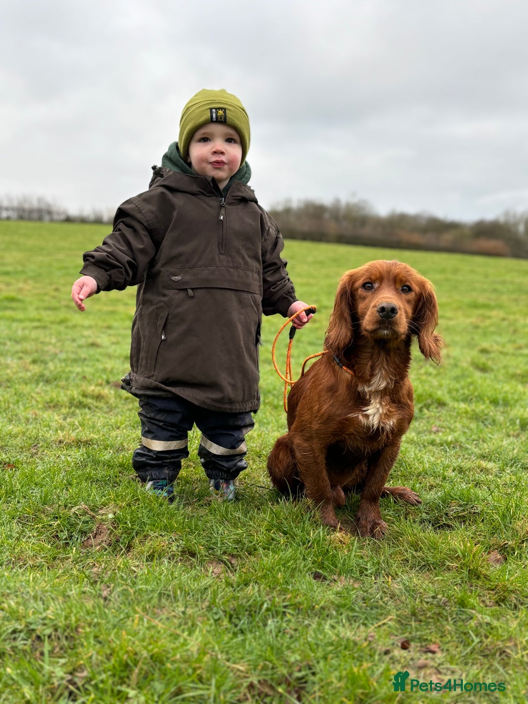 Cocker Spaniel dogs for stud: Fully health tested dark red working cocker stud - Image 1
