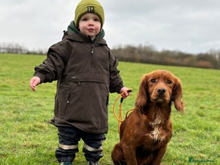 Cocker Spaniel dogs - Advert 3