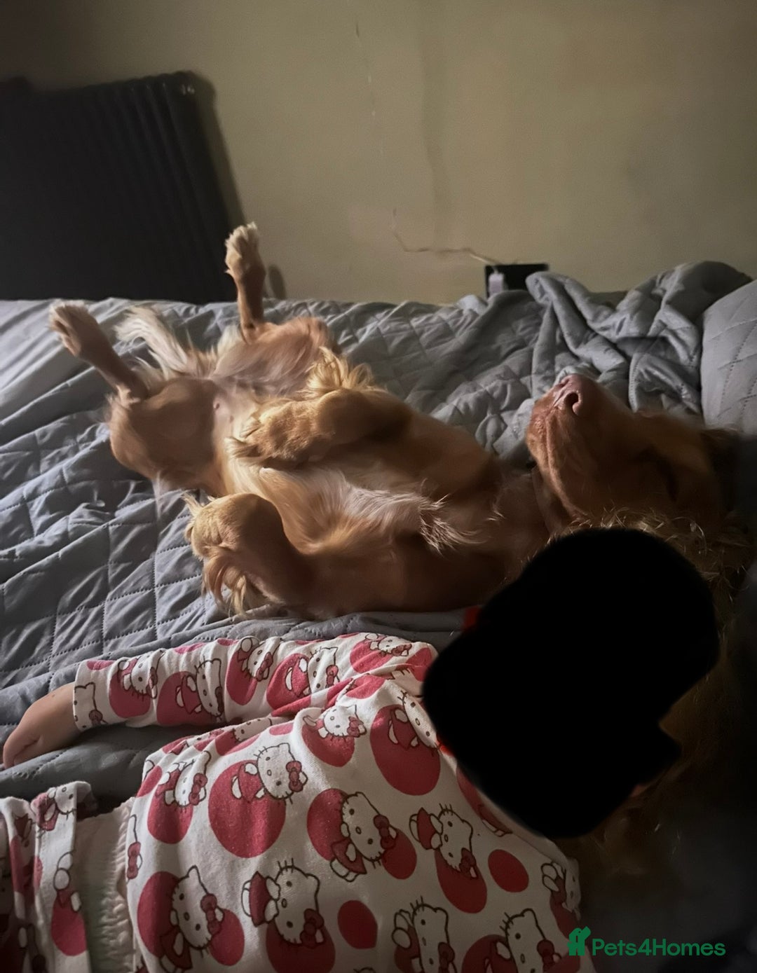 Cocker Spaniel dogs for sale: KC Registered Working Cocker Spaniel - 3yo, Female - Advert 7