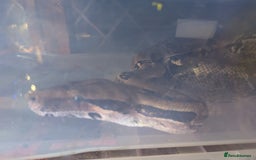 Boa Snake reptiles for sale: 3 beautiful Boa constrictors  - Image 2